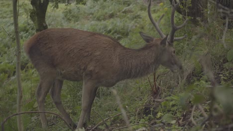 Rehe-Mit-Langen-Hörnern,-Die-In-Den-Wäldern-Von-Schottland-Grasen