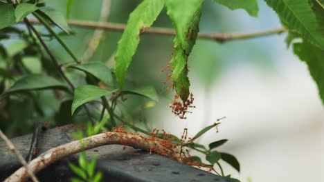 video of ants struggling and working together against tough wind to cross from one branch to another