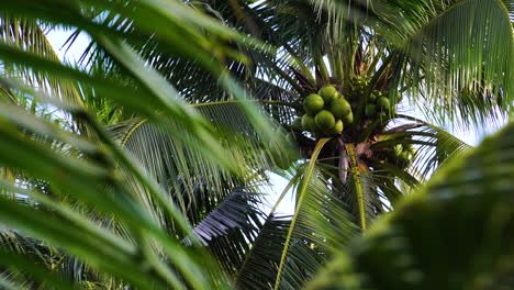 vista inferior de palmeras de coco bajo el sol tomadas de cardán