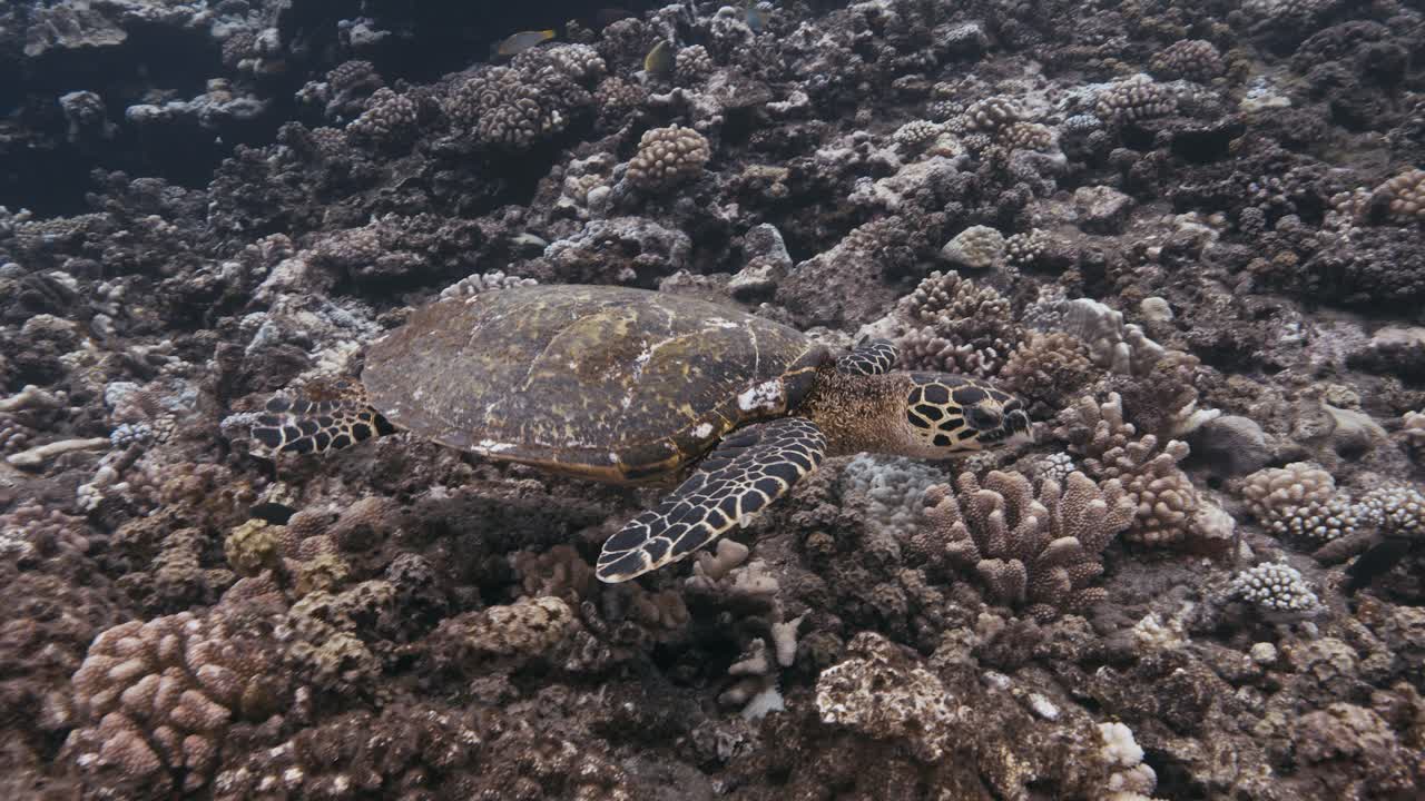 ястребиная черепаха плавает над тропическим коралловым рифом в поисках чего-нибудь поесть, в поисках пищи.