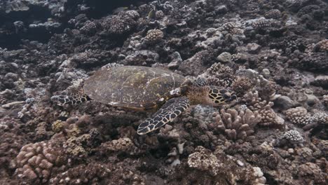 hawksbill turtle swims over a tropical coral reef looking for something to eat, looking for food