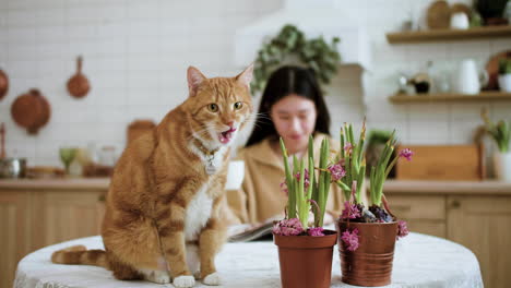 frau und katze in der küche