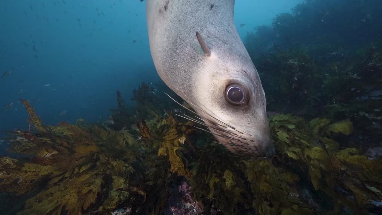 장난스러운 호주 물개는 카메라 렌즈를 흥미롭게 검사하고 물고 있습니다.