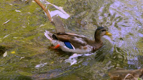 Schöne-Jugendliche-Junge-Blauschwänzige-Stockente,-Die-Nach-Nahrung-Sucht,-Schwimmt-Dann-Am-Ende-Des-Sommers-Im-Grünen-Ogden-Flusswasserstrom-Weg