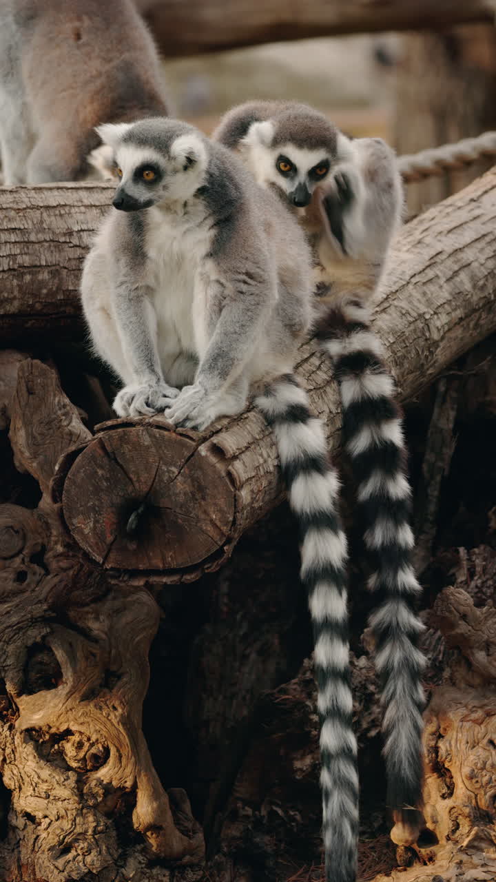 Ring-tailed Lemurs on a Log