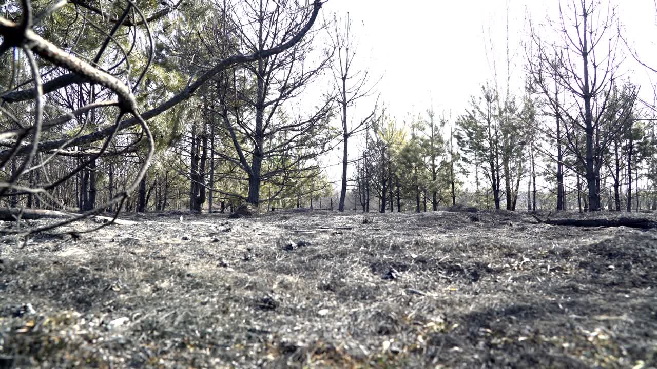 Forest after big wildfire, burned grass and burned trees, ecology catastrophe, disaster