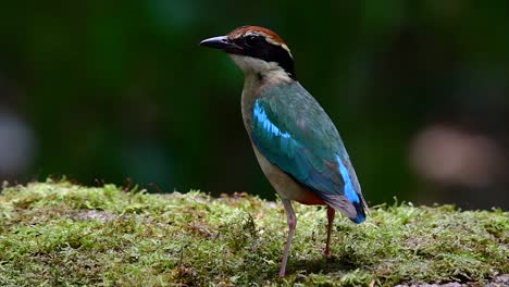 uno de los pittas más buscados y catalogado como una especie vulnerable