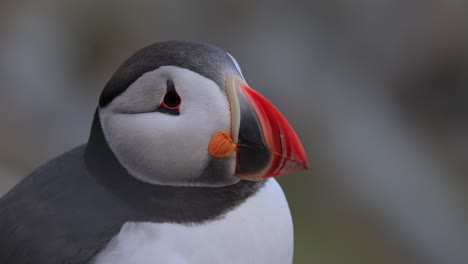 atlantic puffin (fratercula arctica), on the rock on the island of runde (norway).