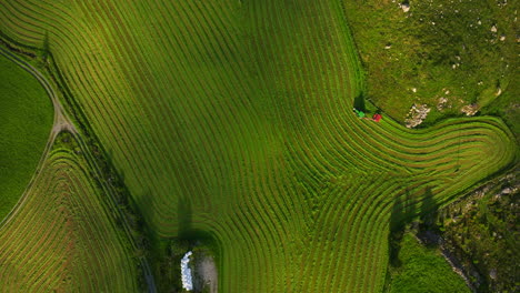 pattern in green field after silage crop harvest with tractor, aerial top-down