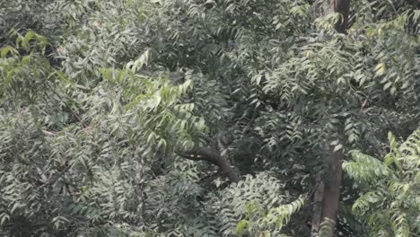 just a tree moving by the force of air