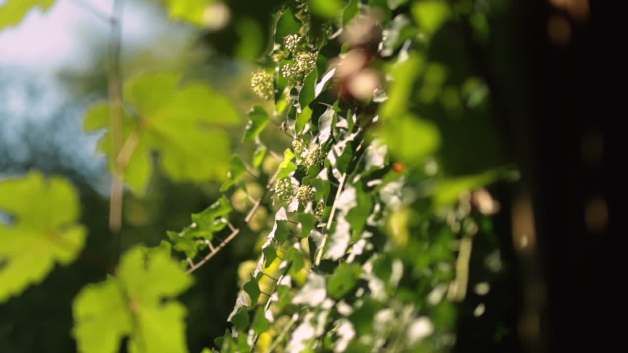 video en cámara lenta de pájaros polinizando flores en una vid