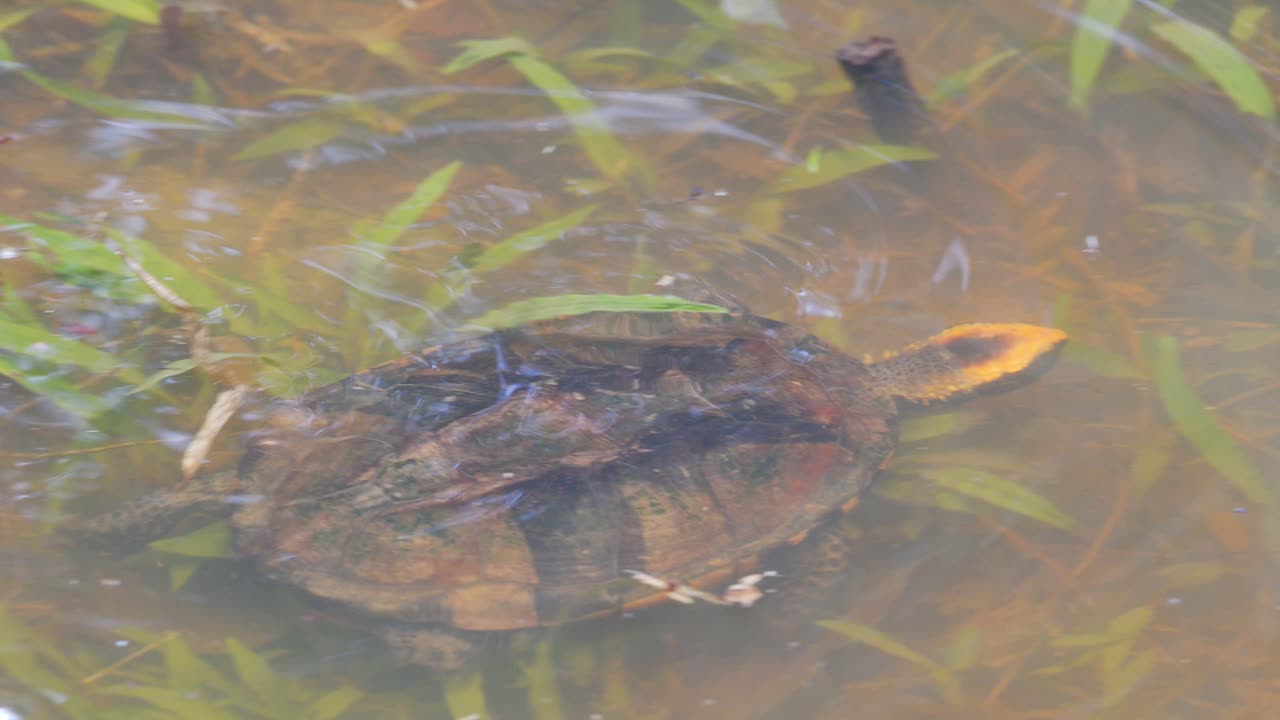 Twist-necked turtle surfaces for air, then swims on in shallow Peru Amazon rainforest waters.