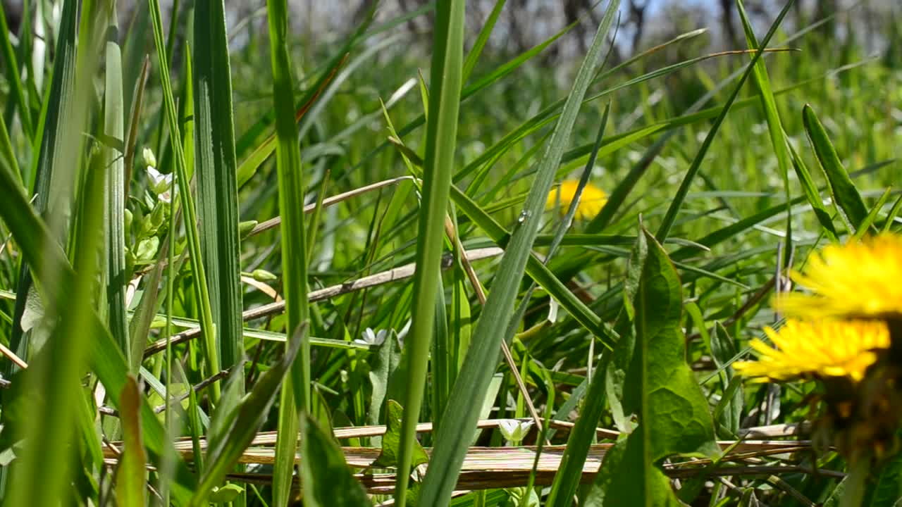 Spring flowers. Dandelions in a grass