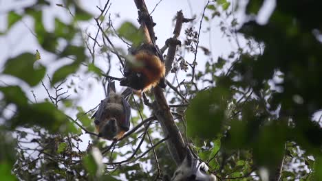 Fledermäuse-Hängen-Tagsüber-Von-Einem-Ast-Und-Fliegen-Aus-Australien,-Gippsland,-Victoria,-Maffra,-Aus-Nächster-Nähe