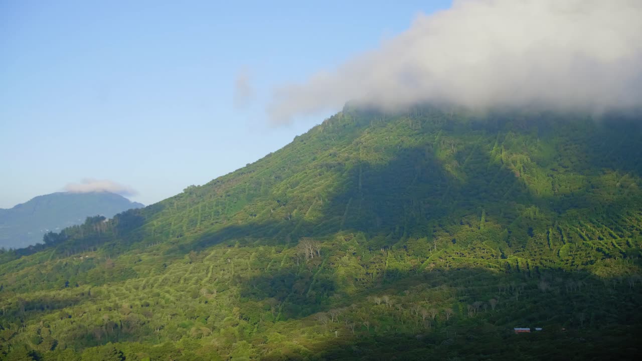 바람이 부는 아침 동안 엘살바도르 산타 아나의 안개로 뒤덮인 커피 숲 산