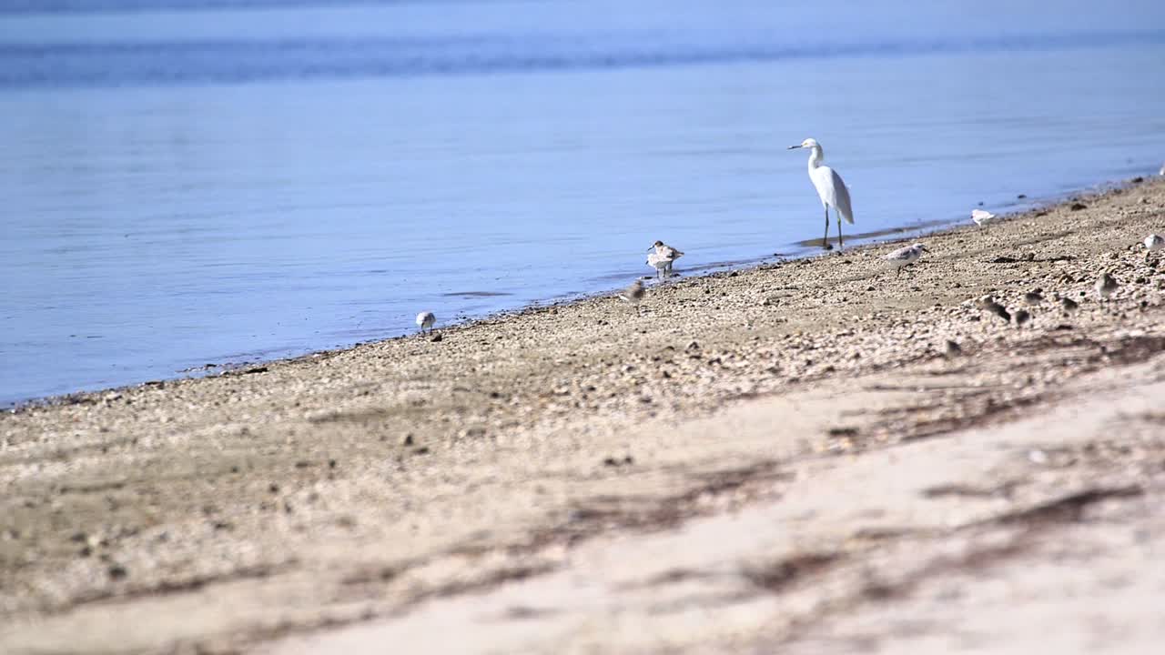 진정 플로리다 해안선에 흰 백로와 도요새