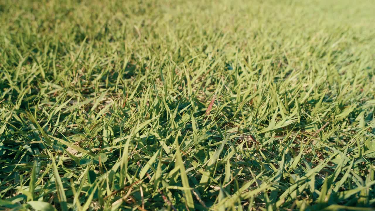 Grass glows under the summer sun in Yoyogi Park, Tokyo. The warmth and breeze create a serene and natural visual moment.