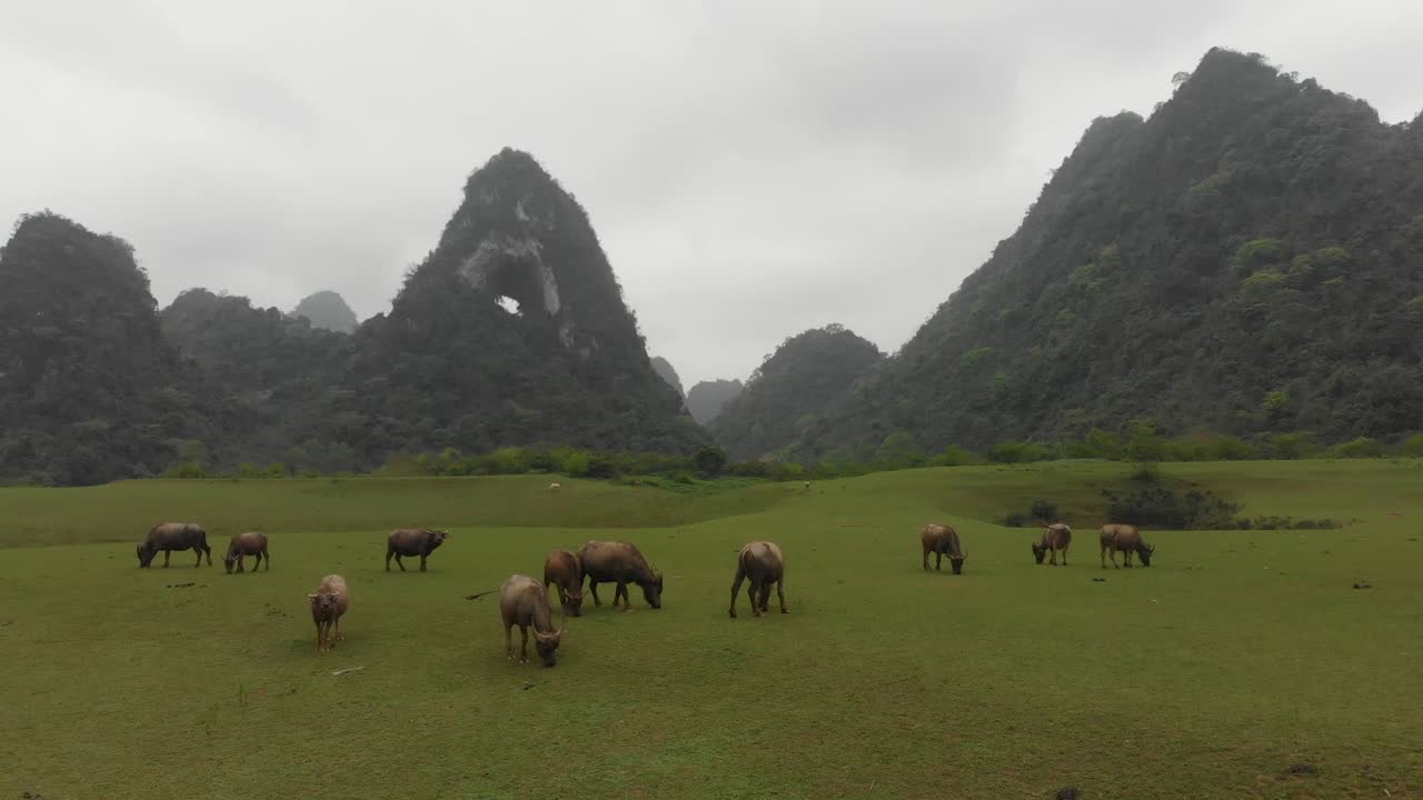 fotografía lateral de un grupo de búfalos de agua en el norte de vietnam, aérea