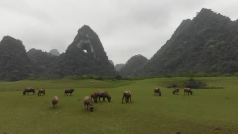 side panning shot of group water buffalo at north vietnam, aerial