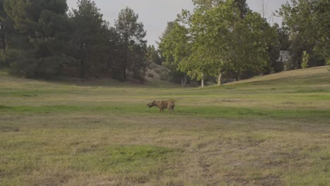 Middle-size-dog-playing-fetch-with-a-ball