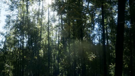 Windy-Tranquil-Arashiyama-Bamboo-Grove