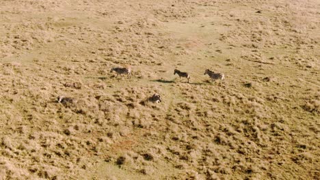 Drohnenantenne-Einer-Zebraherde,-Die-An-Einem-Kalten-Morgen-In-Freier-Wildbahn-Läuft-Und-Liegt