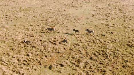 drone aéreo de un rebaño de cebras caminando y acostado en la naturaleza en una mañana fría