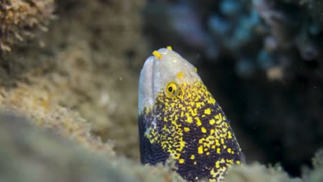 una anguila colorida filmada bajo el agua en una isla tropical.