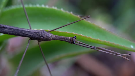 Slow-zoom-out-on-Water-Stick-Insect-with-front-legs-fully-extended