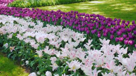 Rosa-Und-Lila-Tulpen-Im-Keukenhof-Park-In-Den-Niederlanden