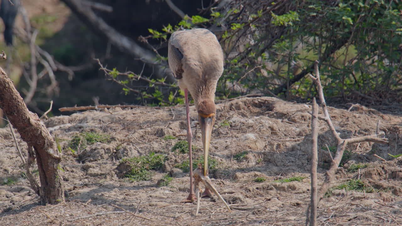 Cicogna pittata giovane che si ciba di carcasse di un'altra cicogna, raro comportamento alimentare opportunistico di questa specie di uccello
