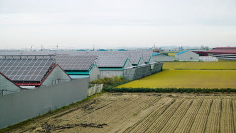 Paneles-Solares-En-Los-Tejados-De-Edificios-Agrícolas-Cerca-De-Campos-De-Arroz-Amarillo-En-Corea-Del-Sur,-Gunsan.