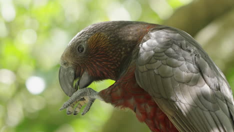 close up of kaka parrot in the forest in wellington, new zealand