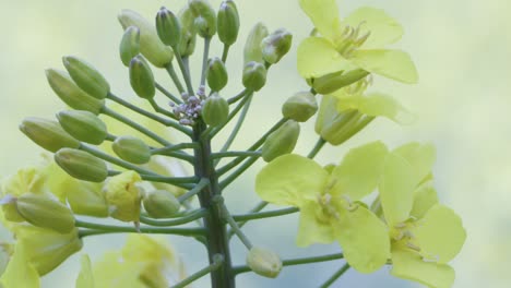 captura de pantalla de una planta de colza, que muestra flores y capullos amarillos, luz solar brillante