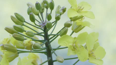 closeup shot of some rapeseed plant, showing yellow flowers and buds, bright sunny daylight