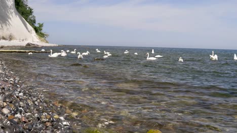 chalk cliffs on ruegen rügen in germany, mecklemburg vorpommern on a beautiful sunny day