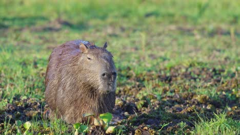 Little-wattled-jacana,-jacana-jacana-hiding-under-furry-wild-capybara,-hydrochoerus-hydrochaeris,-foraging-parasites-around-and-on-this-giant-rodent-while-it-is-busy-eating-grass-on-a-sunny-afternoon