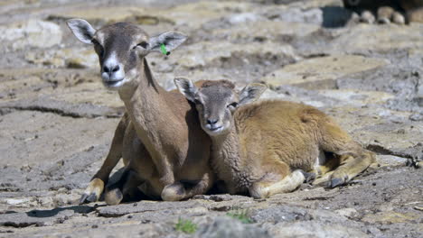 mother and newborn mouflon lying on ground and eating in sunlight,close up