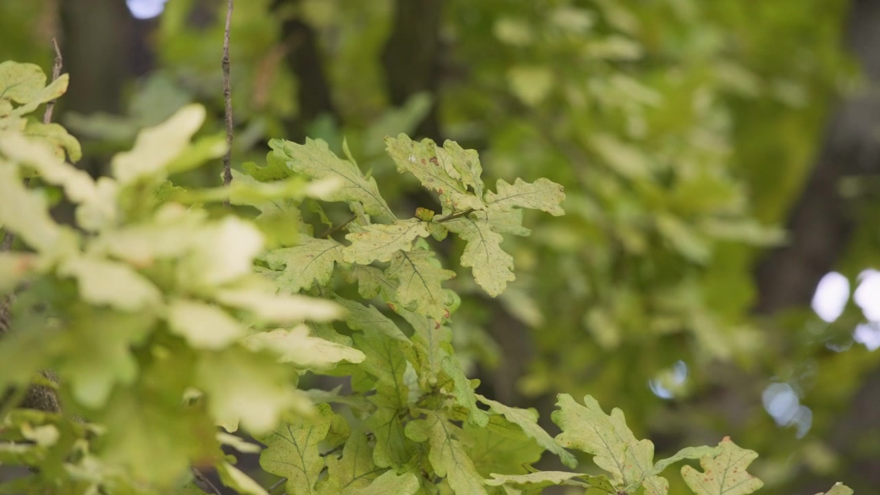 Oak tree branches swaying in the wind
