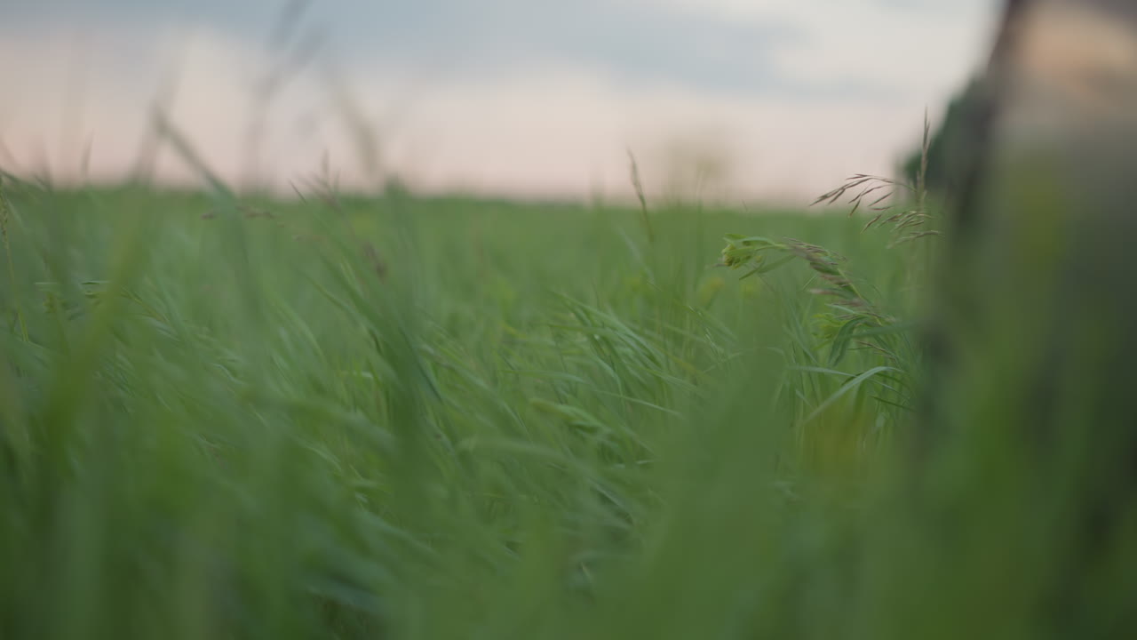 closeup of green grass blades bending and swaying in gentle breeze over vast meadow under pastel sky with soft wind ripples adding tranquil motion