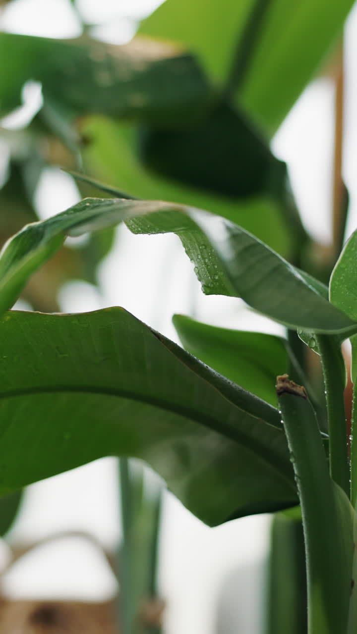 Spruzzi d'acqua su foglie verdi fresche di piante
