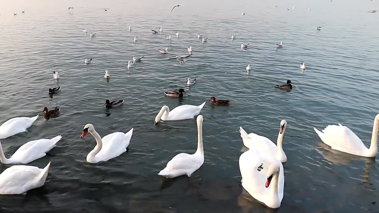 patos, cisnes y gaviotas nadando en un lago