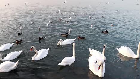 ducks, swans and seagulls swimming in a lake