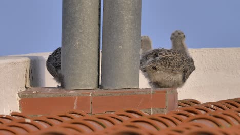 Three-young-western-gulls-sitting-on-a-terracotta-roof-top-grooming-their-plumage