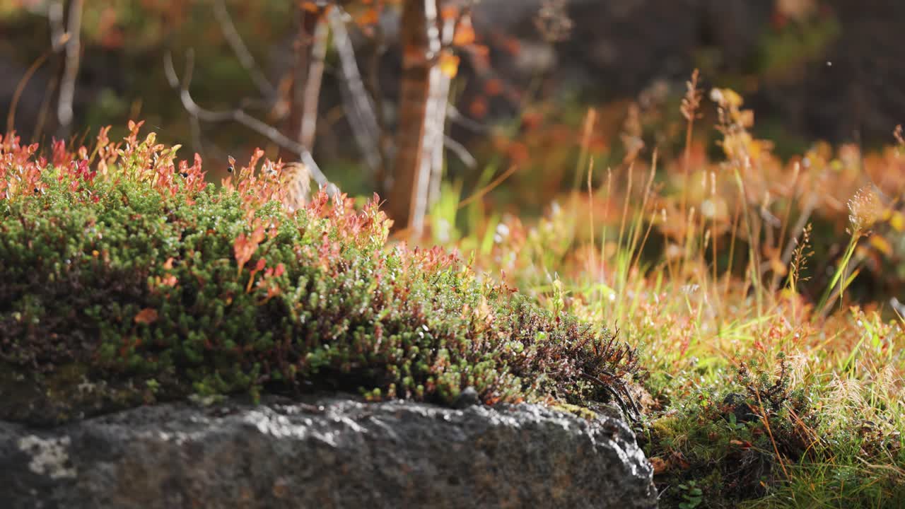 una capa suave de colorida vegetación de otoño en una enorme roca en la tundra noruega