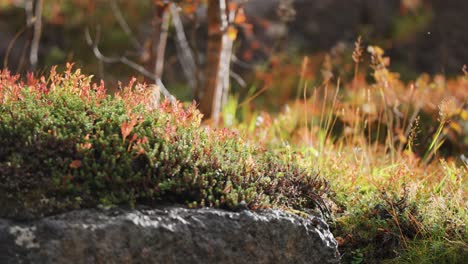 una capa suave de colorida vegetación de otoño en una enorme roca en la tundra noruega
