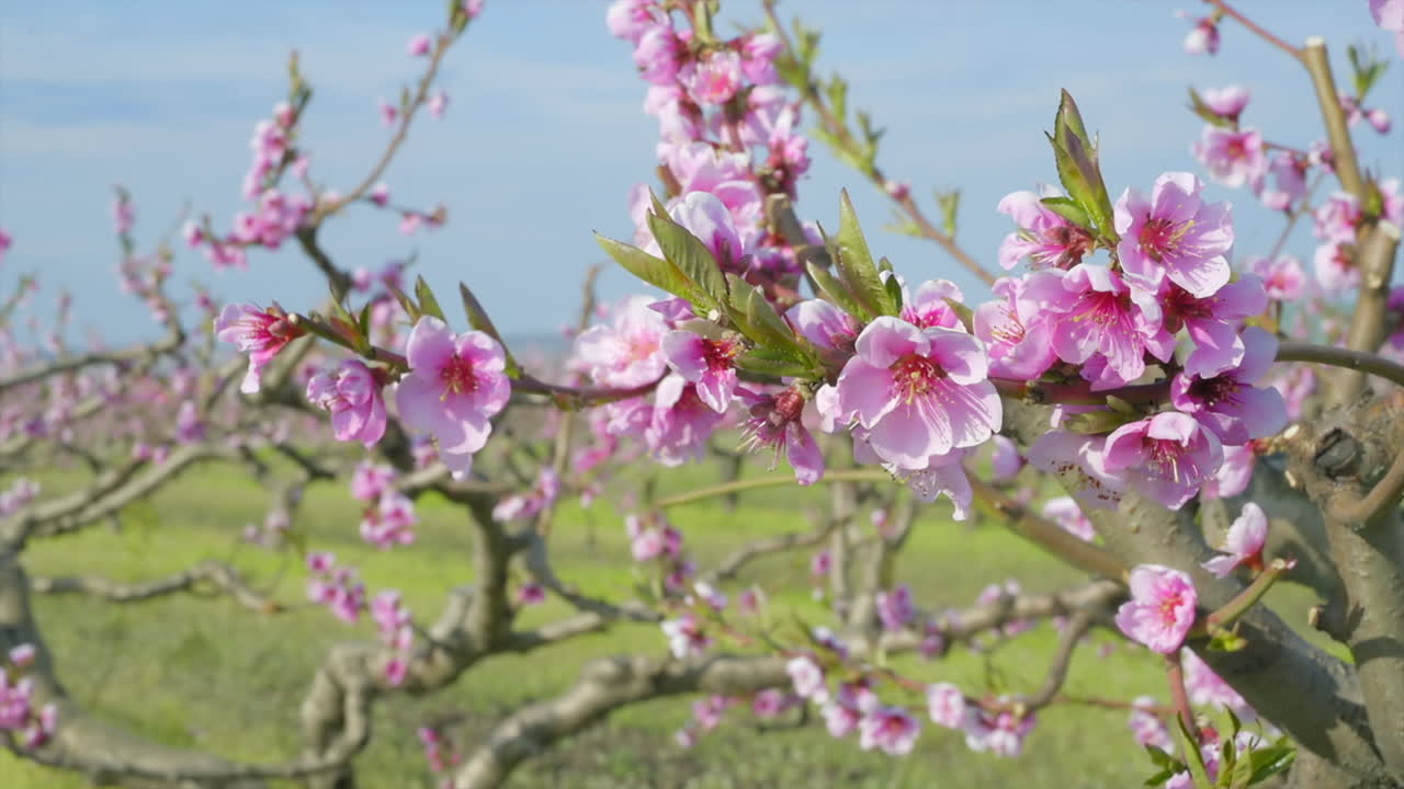 Close up of a tree branch with pink flowers in full bloom in an orchard