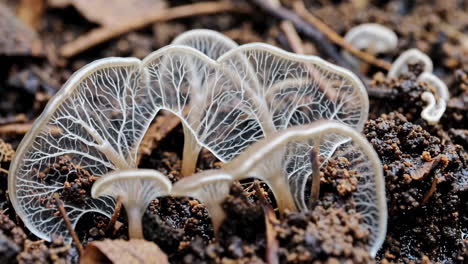 delicate translucent mushrooms on the forest floor