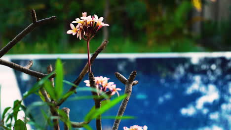 flores de frangipani florecientes en el jardín junto a la piscina, enfoque selectivo de cerca