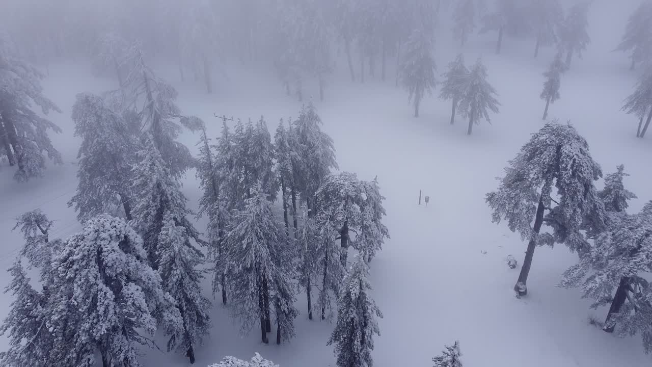 Breath-taking aerial view of snow-covered trees in the forest on Troodos Mountain during the winter in Europe